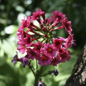 Примула японская красная (Primula japonica)