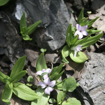 Купена Хукера (Polygоnatum hookerii)