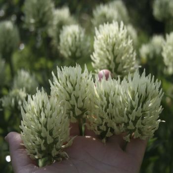 Клевер бледно-желтый (Trifolium ochroleucum)