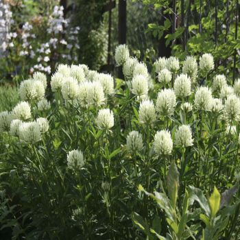 Клевер бледно-желтый (Trifolium ochroleucum)