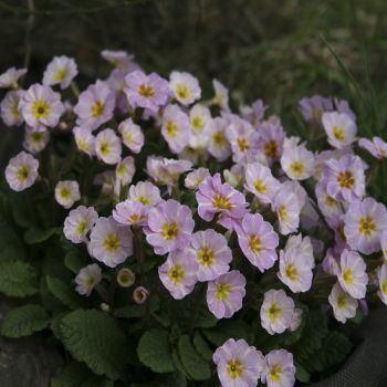 Примула бесстебельная Avondale (Primula vulgaris Avondale)