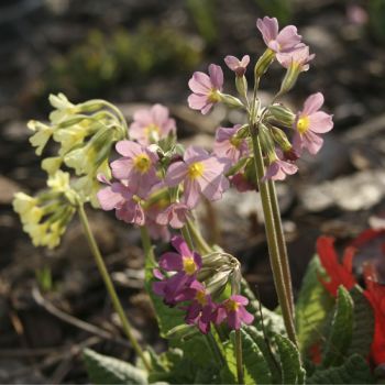 Примула нежная mix (Primula amoena)