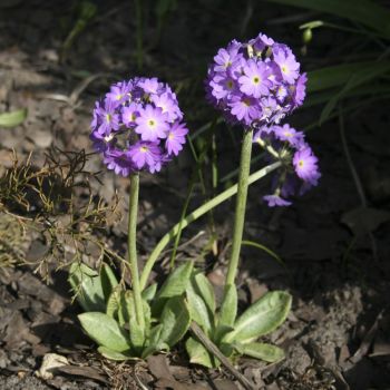 Примула мелкозубчатая (Primula denticulata)