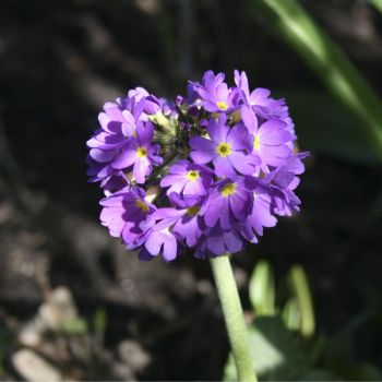 Примула мелкозубчатая (Primula denticulata)