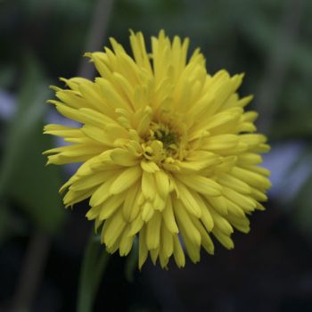Дороникум карликовый махровый (Doronicum orientale Spring Beauty)*