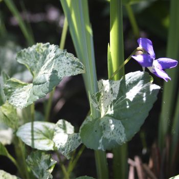 Фиалка мотыльковая Variegata (Viola papilionacea Variegata)