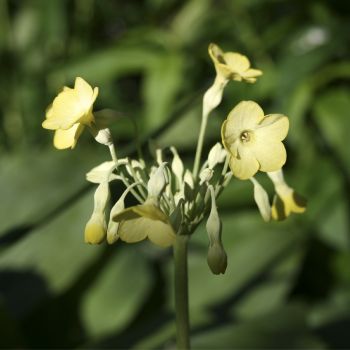 Примула флоринды ф. желтая (Primula florindae)