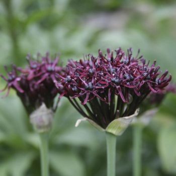 Лук темно-пурпуровый  (Allium atropurpureum)