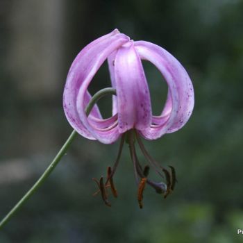 Лилия поникающая (Lilium cernuum)