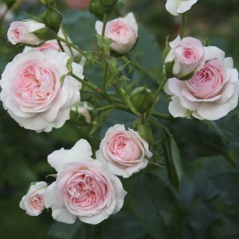 Роза почвопокровная Лариса (Rosa Larisa)