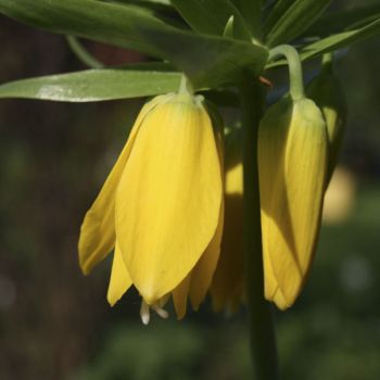 Рябчик желтый (Fritillaria lutea)