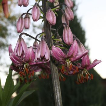 Лилия мартагон  (Lilium martagon)