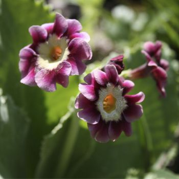 Примула опушенная Violet Giant (Primula x pubescens Violet Giant)