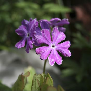 Примула Зибольда Shiko Bai (Primula sieboldii Shiko Bai) 5