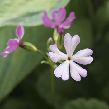 Примула Зибольда (Primula sieboldii сорт уточняется)