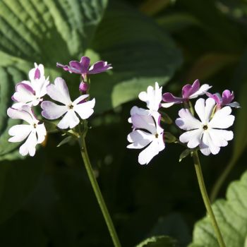 Примула Зибольда (Primula sieboldii сорт уточняется)