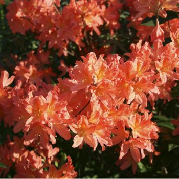 Рододендрон лососевый (Rhododendron molle subsp. japonicum)