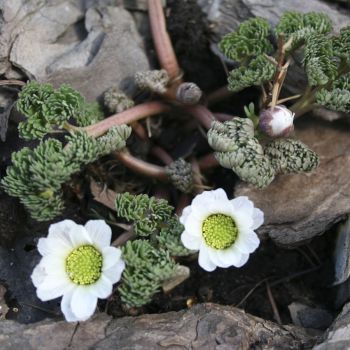 Рутовник Кернера (Callianthemum kernerianum)
