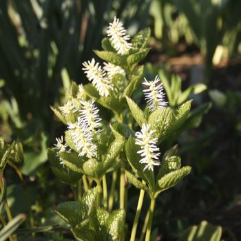 Хлорант японский  (Chloranthus japonicus)
