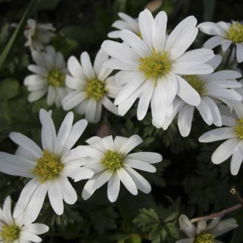 Анемона бланда White Splendour (Anemone blanda White Splendour)