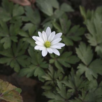 Анемона бланда White Splendour (Anemone blanda White Splendour)