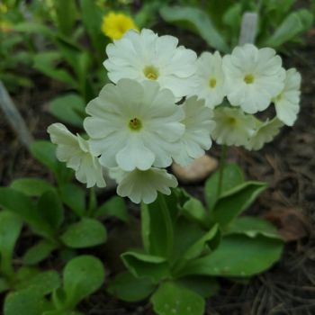 Примула ушковая Белоснежка (Primula auricula Белоснежка)