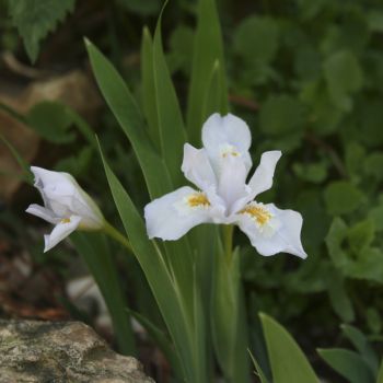 Ирис сизый Alba (Iris glaucescens Alba)