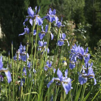 Ирис сибирский (Iris sibirskiy)