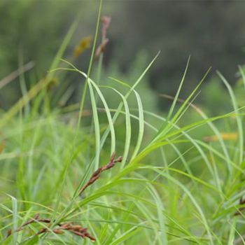Осока пальмолистная (Carex muskingumensis)
