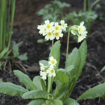 Примула Палласа (Primula pallasii)