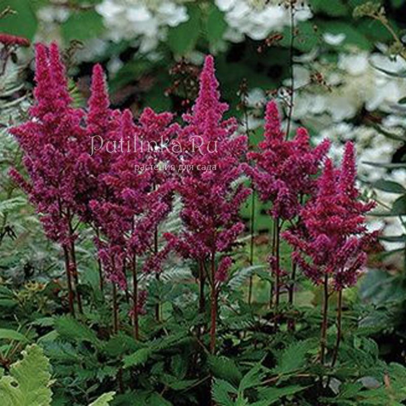 Астильба Red Vision (Astilbe Red Vision)*