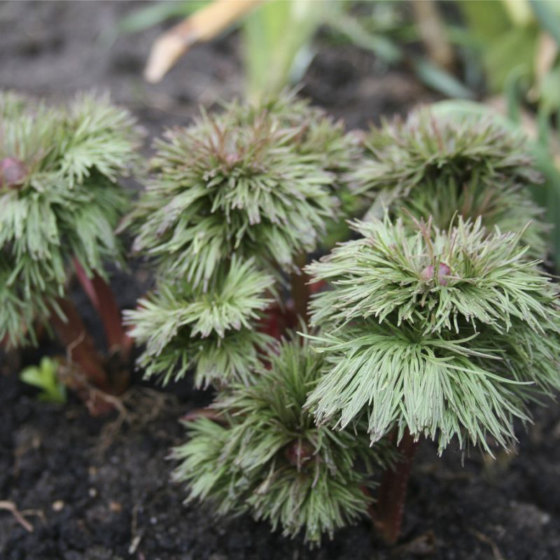  тонколистный махровая форма (Paeonia tenuifolia Plena)