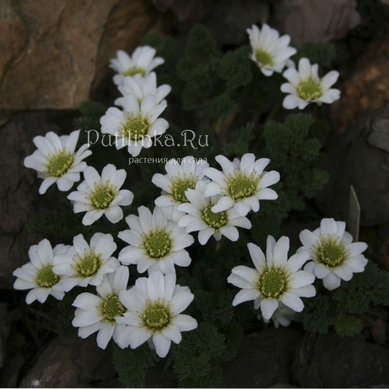 Рутовник Кернера (Callianthemum kernerianum)