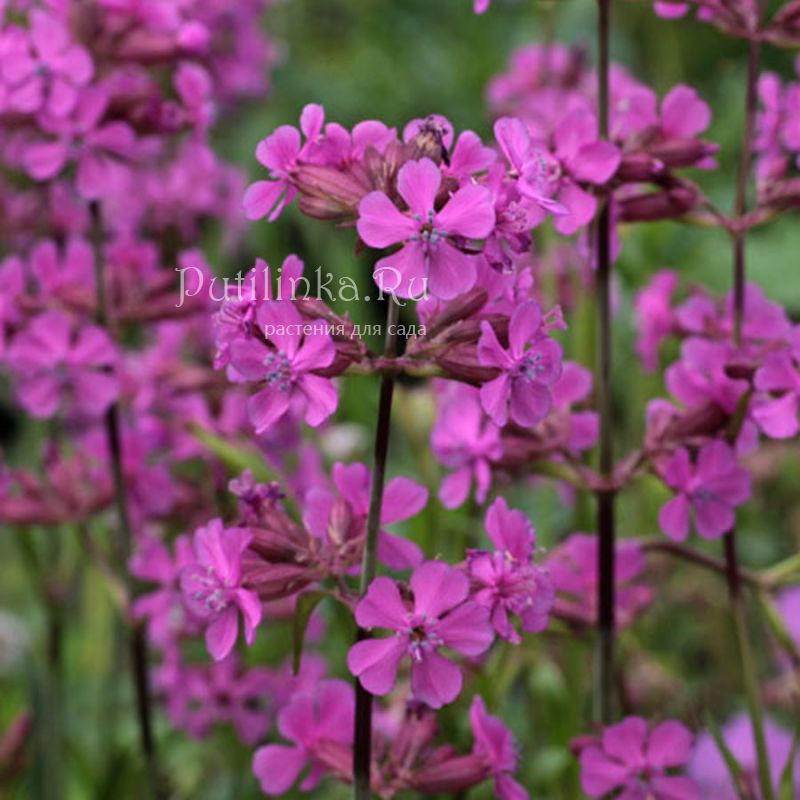 Лихнис вискария (Lychnis viscaria)