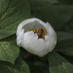 Пион обратнояйцевидный (Paeonia obovata )
