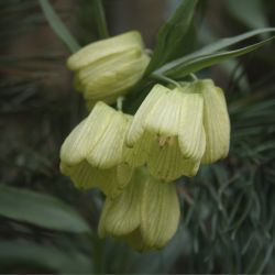 Рябчик бледноцветковый (Fritillaria pallidiflora)