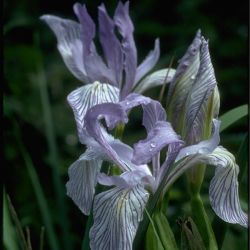 Ирис длиннолепестный (Iris longipetala)