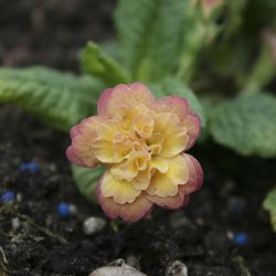 Примула бесстебельная Ken Dearman (Primula vulgaris Ken Dearman)