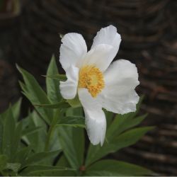 Пион Эмоди (Paeonia emodi)