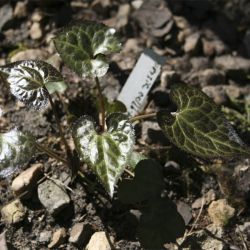Бизия калужницелистная (Beesia calthifolia)