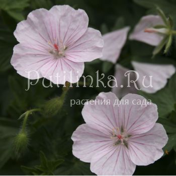 Герань кроваво-красная Compactum (Geranium sanguineum Compactum)