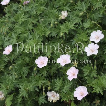 Герань кроваво-красная Compactum (Geranium sanguineum Compactum)