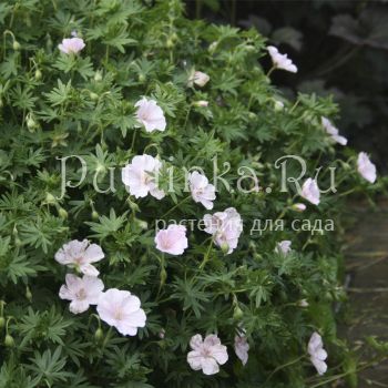 Герань кроваво-красная Compactum (Geranium sanguineum Compactum)