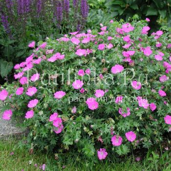 Герань кроваво-красная (Geranium sanguineum)