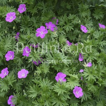 Герань кроваво-красная (Geranium sanguineum)