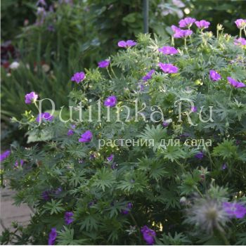 Герань кроваво-красная (Geranium sanguineum)