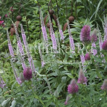 Вероника Pink Harmony (Veronica Pink Harmony)