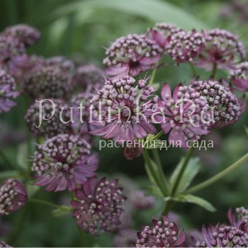 Астранция гибридная Star of Beauty (Astrantia hybride Star of Beauty)