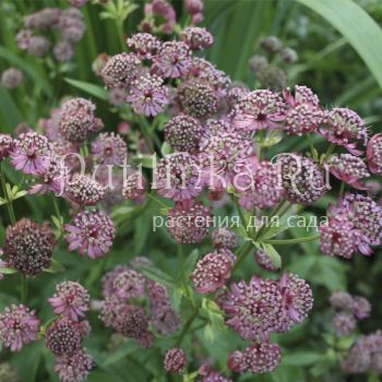 Астранция гибридная Star of Beauty (Astrantia hybride Star of Beauty)