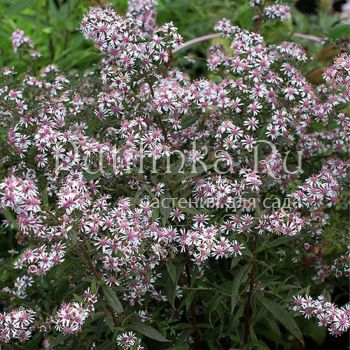 Астра Lady in Black (Aster Lateriflorus(horizontalis) Lady in Black)